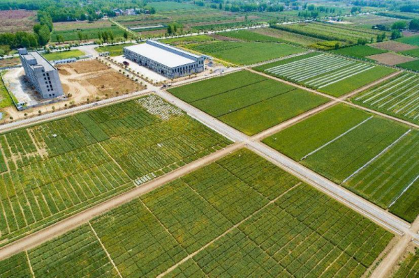 邓州国家杂交小麦项目产业化基地